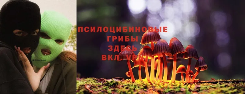 Псилоцибиновые грибы Psilocybe  Подпорожье 